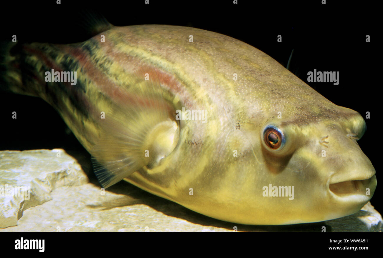 Fahaka or Nile pufferfish, Tetraodon lineatus Stock Photo