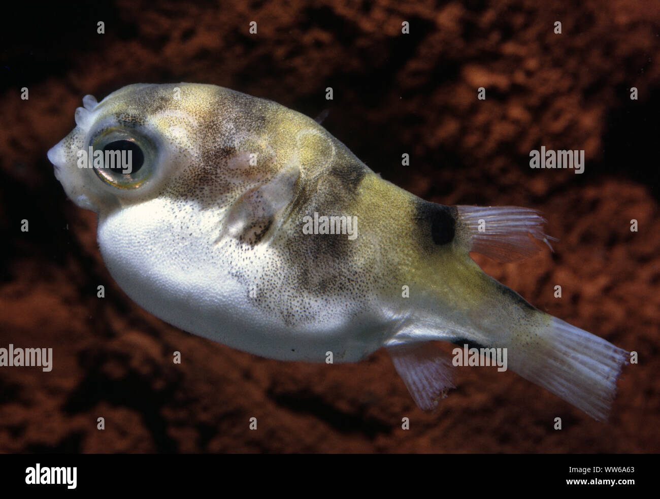 Parrot or Banded pufferfish, Colomesus psittacus Stock Photo