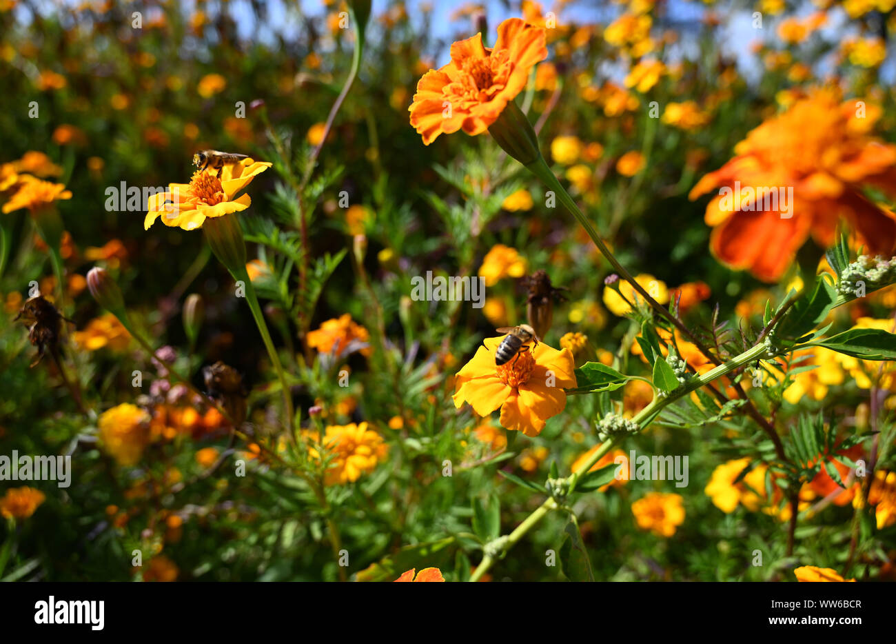 Jork, Germany. 13th Sep, 2019. Bees sit in a field of marigolds flowers on the blossoms. Credit: Carmen Jaspersen/dpa/Alamy Live News Stock Photo