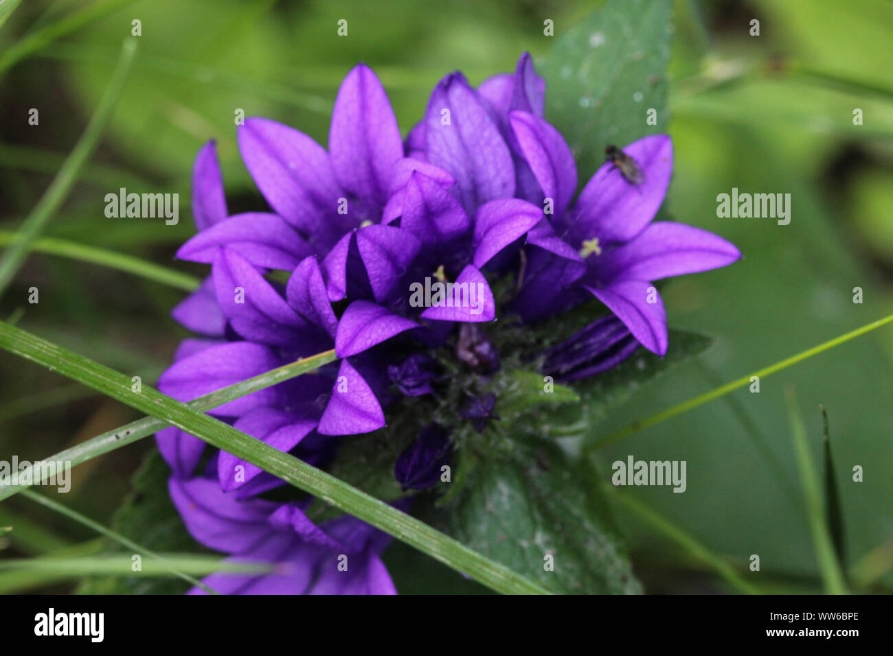close up of Campanula glomerata flower, known by the common names clustered bellflower or Dane's blood Stock Photo
