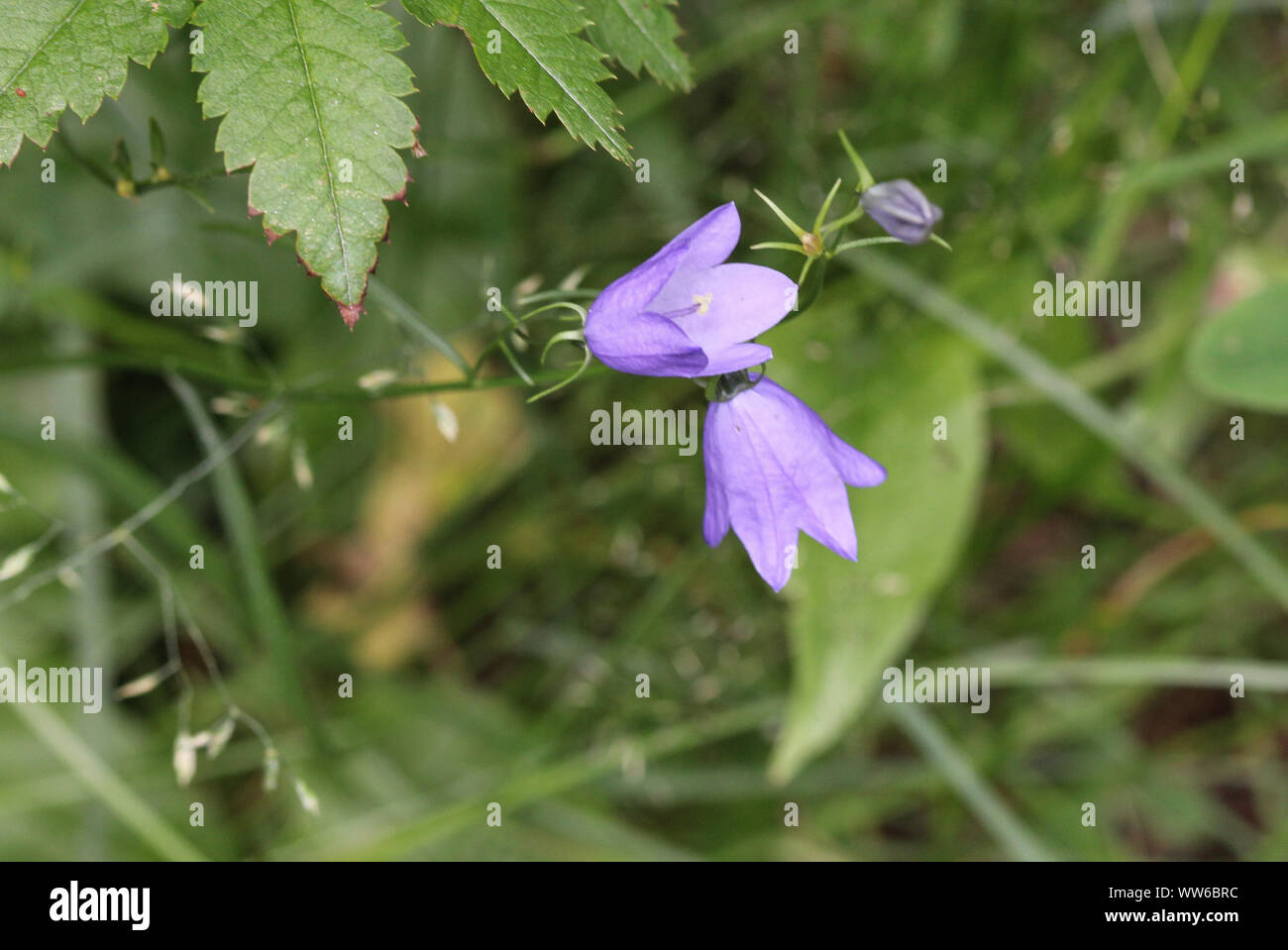 close up of Campanula rotundifolia, known as the harebell, bluebell, blawort, hair-bell and lady's thimble Stock Photo