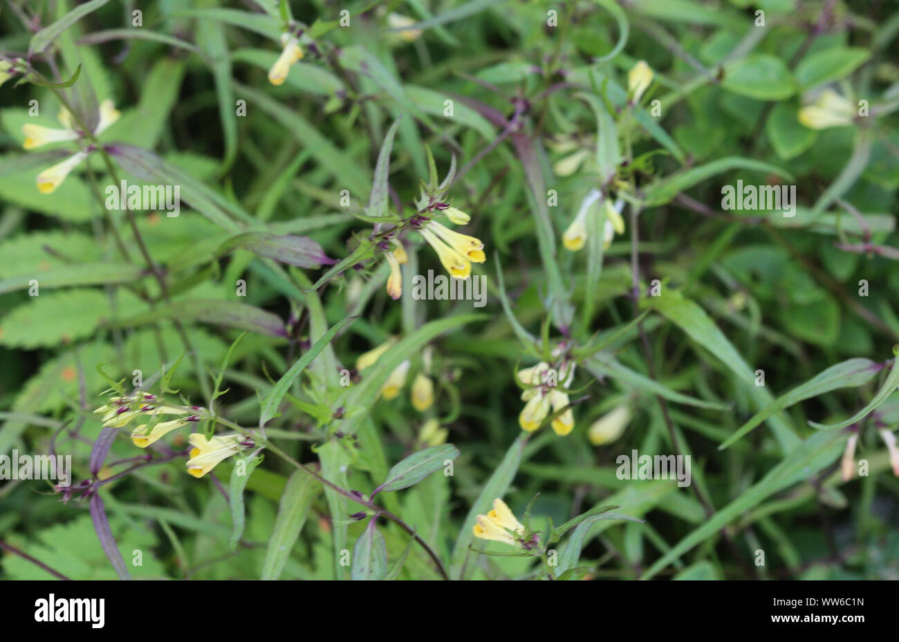 Close up of Melampyrum lineare, commonly called the narrowleaf cow wheat flower Stock Photo