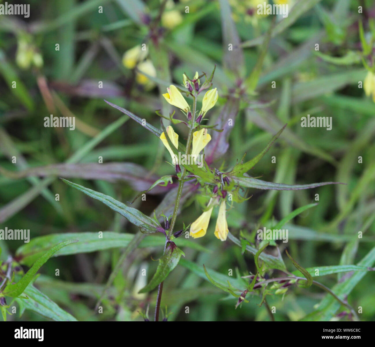 Close up of Melampyrum lineare, commonly called the narrowleaf cow wheat flower Stock Photo