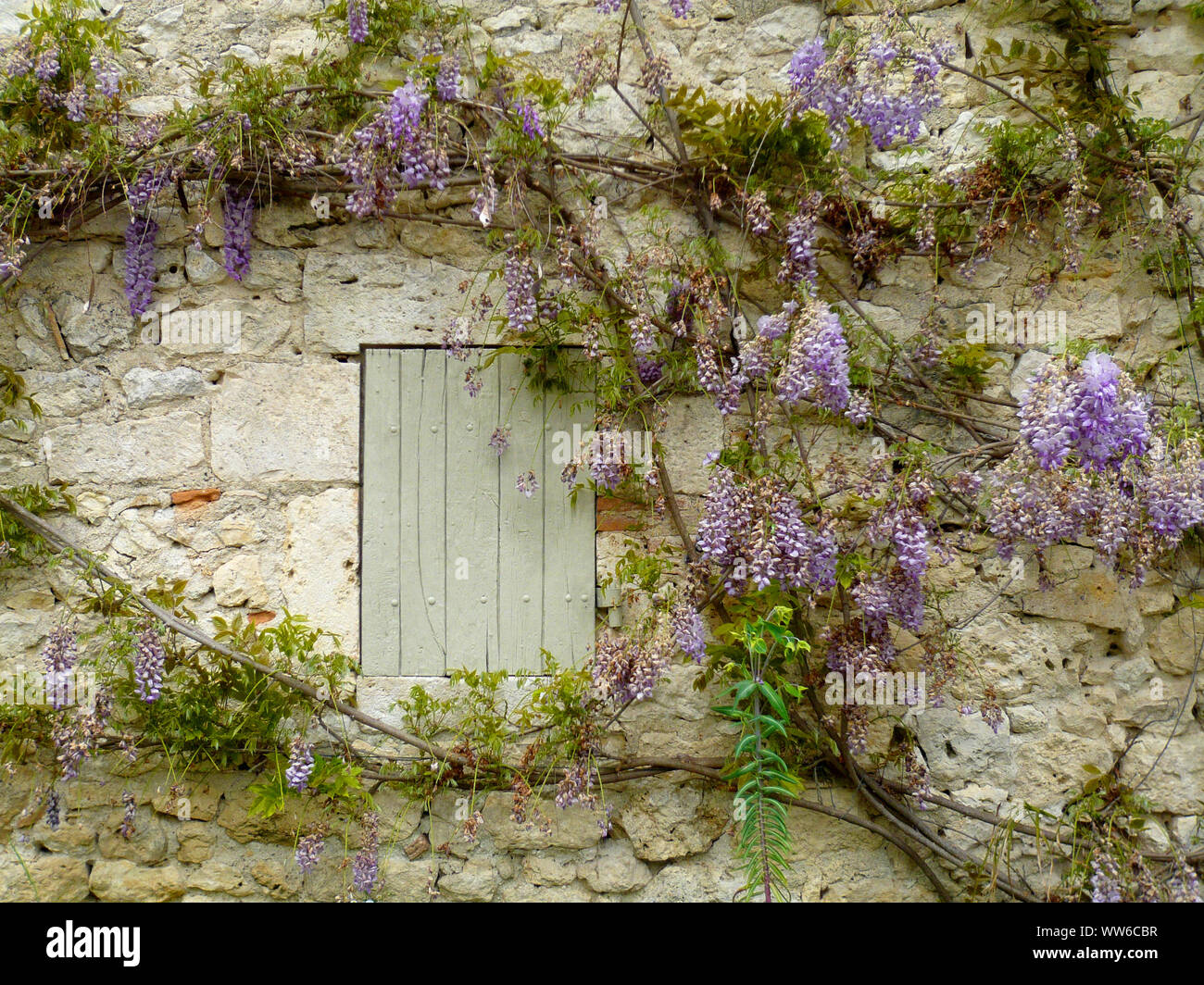 shuttered windowing stone wall with Wisteria growing around Stock Photo