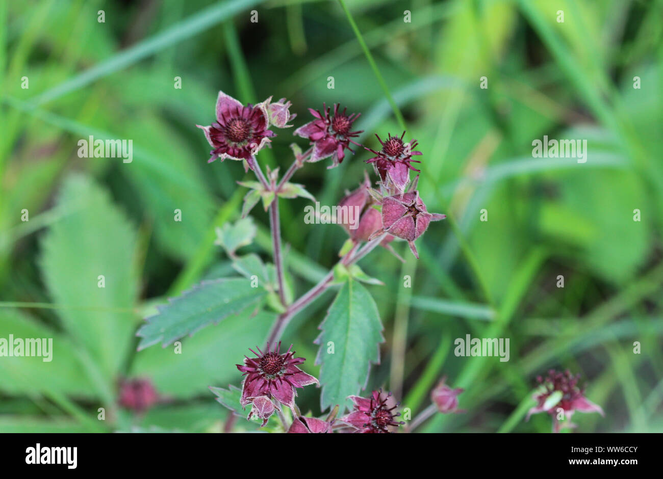 Close up of Comarum palustre flower, known as the purple marshlocks, swamp cinquefoil and marsh cinquefoil Stock Photo