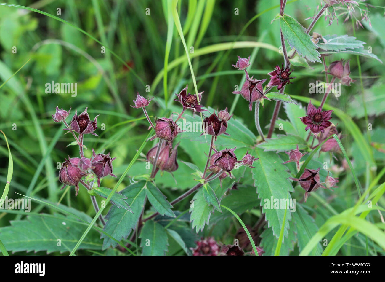 Close up of Comarum palustre flower, known as the purple marshlocks, swamp cinquefoil and marsh cinquefoil Stock Photo