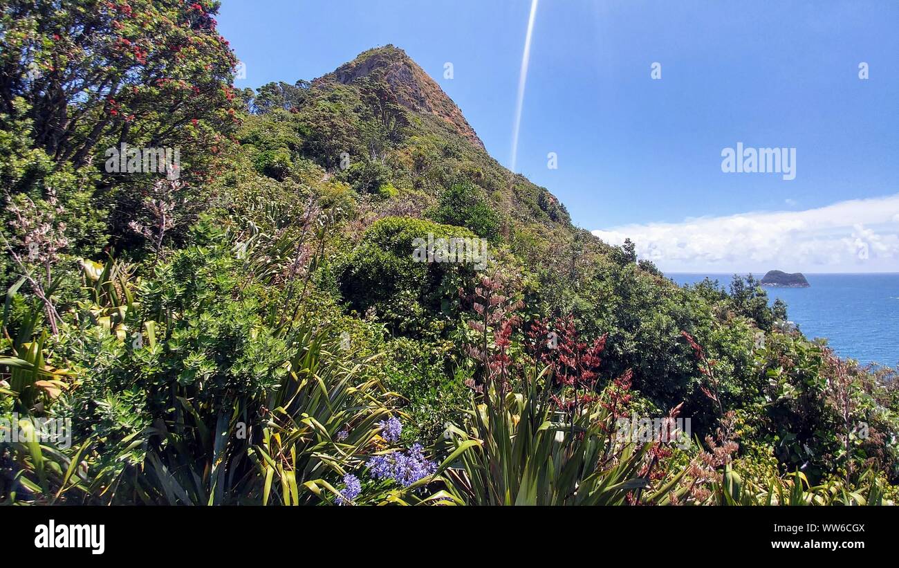 New zealand mountain flowers hires stock photography and images Alamy