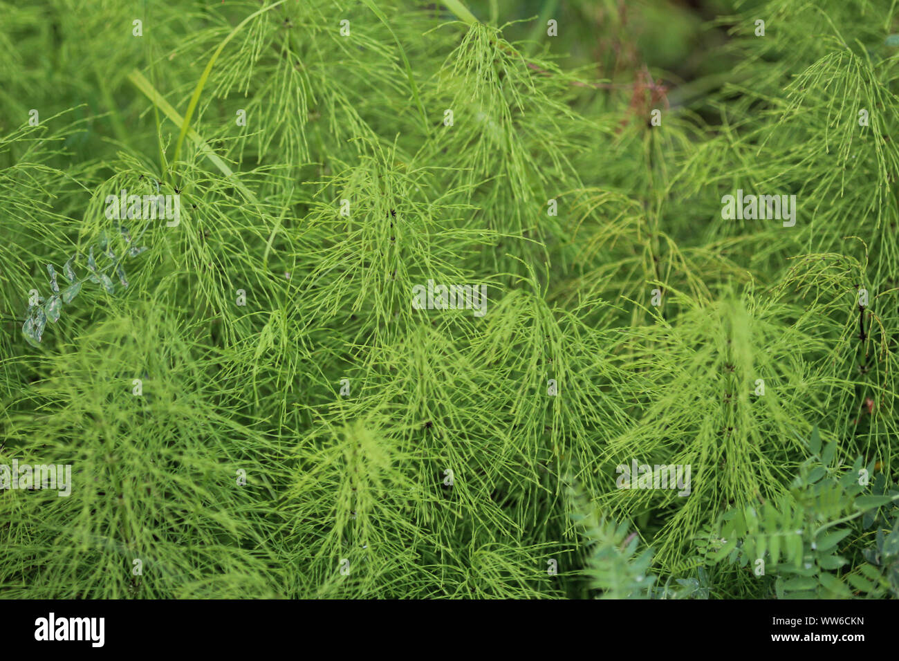 Close up of Equisetum sylvaticum, the wood horsetail, growing in the forest Stock Photo