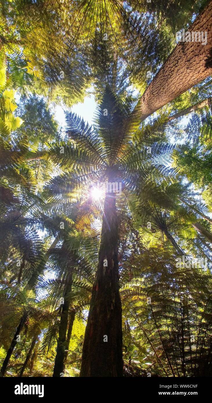 Sun shines through palm forest hi-res stock photography and images - Alamy