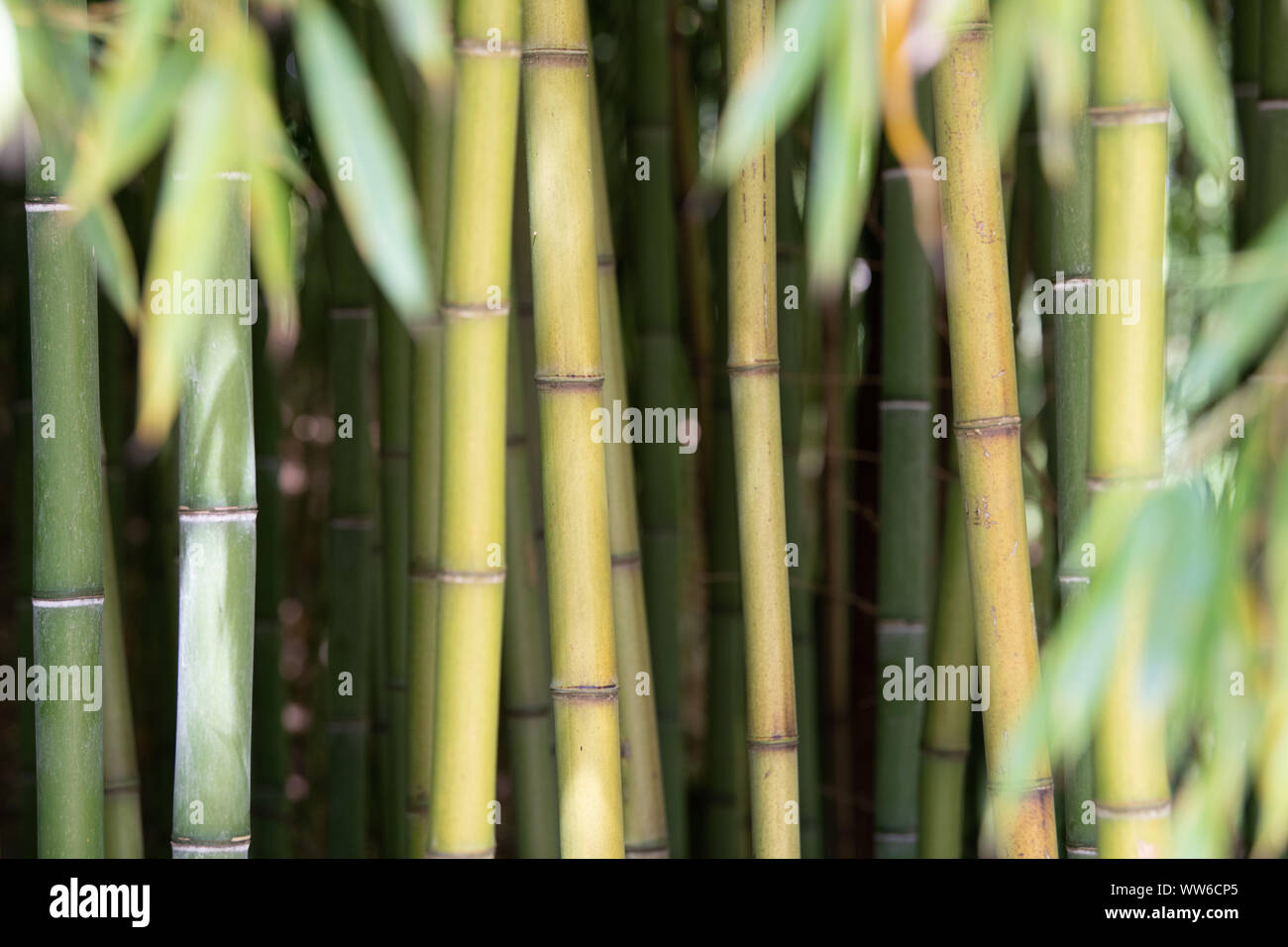 Bamboo texture hi-res stock photography and images - Alamy