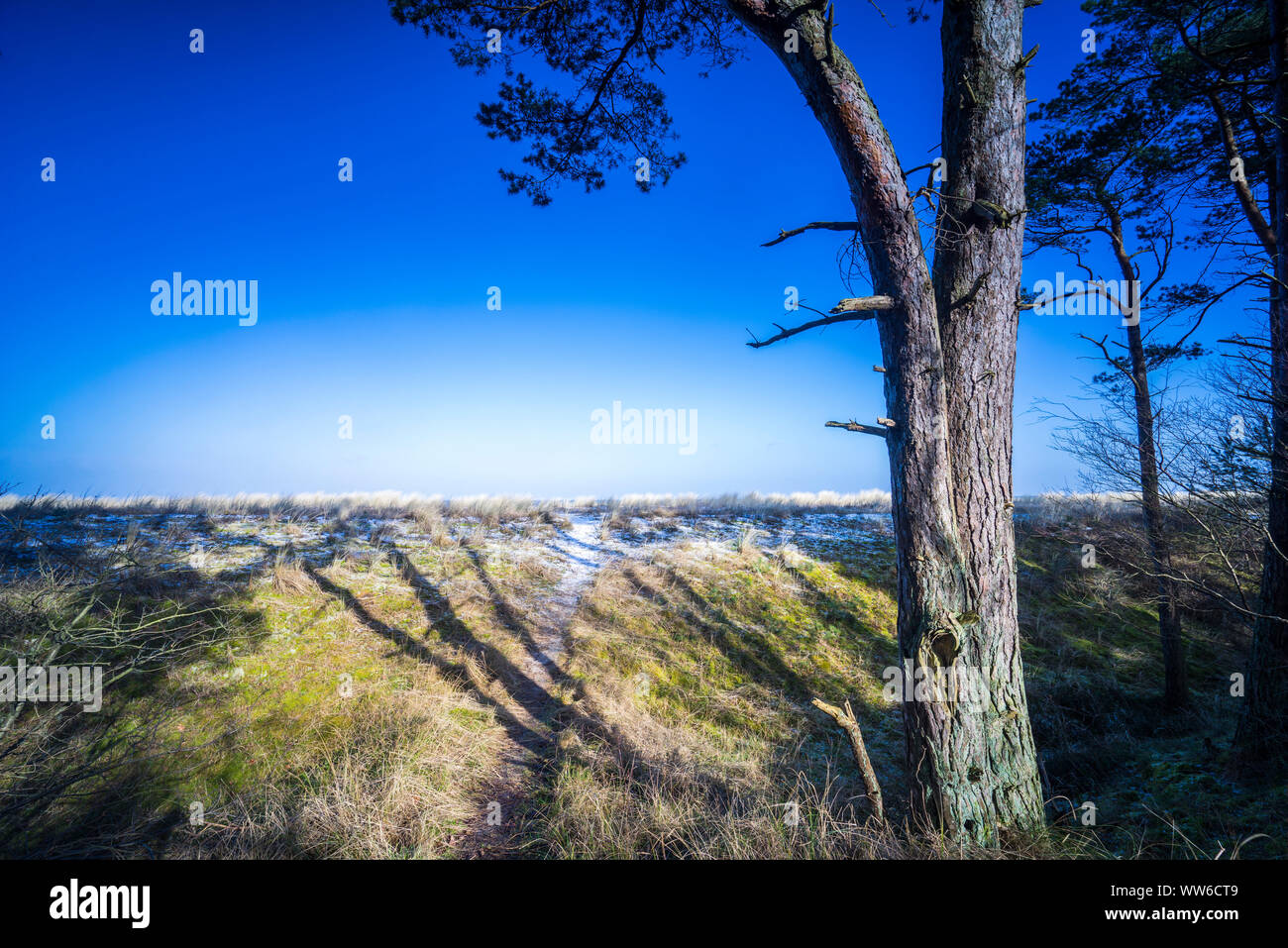 Landscape at the Baltic Sea, dune Stock Photo