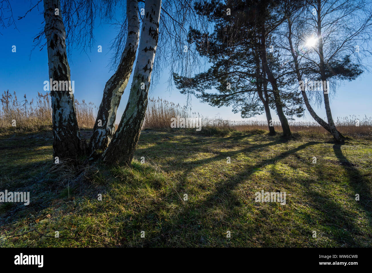 Landscape at the Baltic Sea with backlight Stock Photo