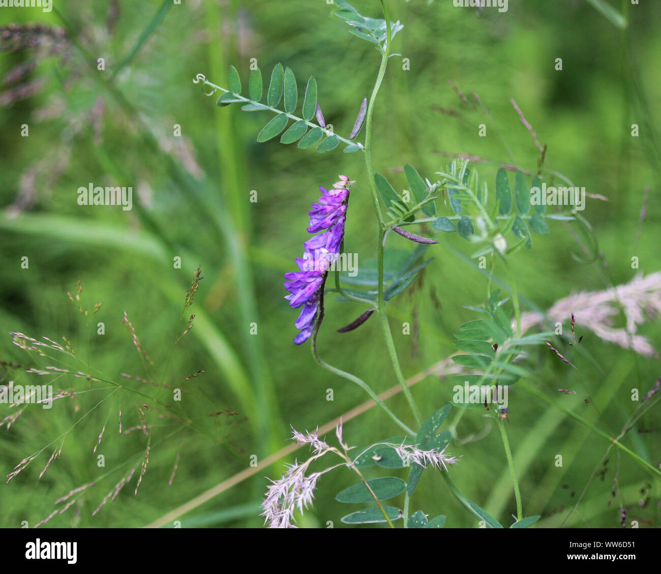 Close up of Vicia villosa flower, known as the hairy vetch, fodder vetch or winter vetch Stock Photo