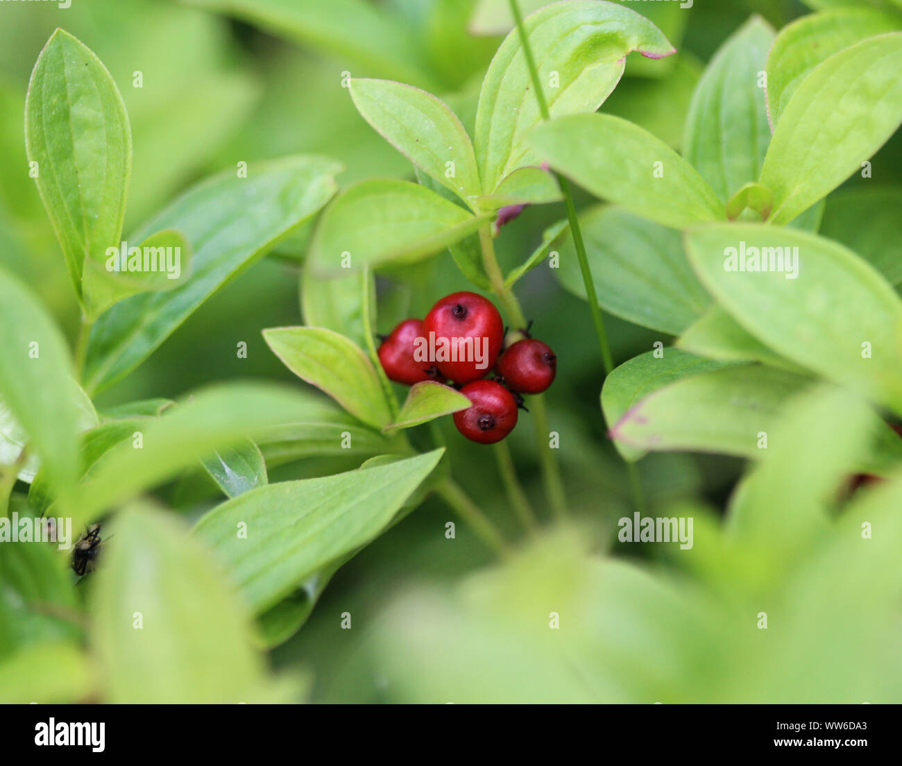 Close up of Cornus suecica, the dwarf cornel or bunchberry Stock Photo