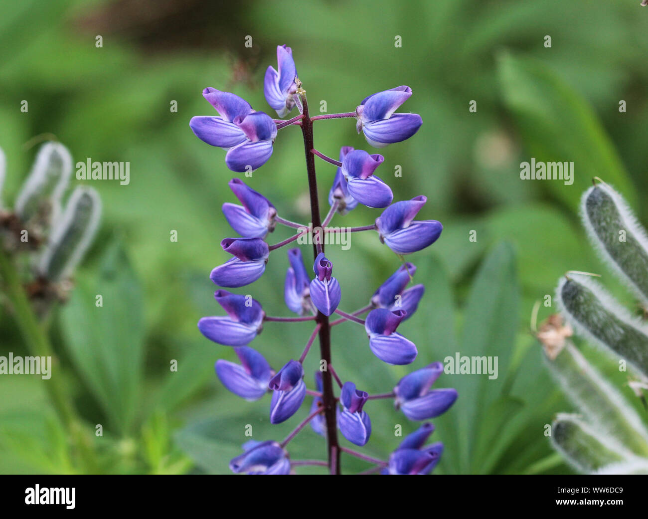 Close up of Lupinus polyphyllus flower, known as big-leaved lupine, many-leaved lupine or, garden lupin Stock Photo