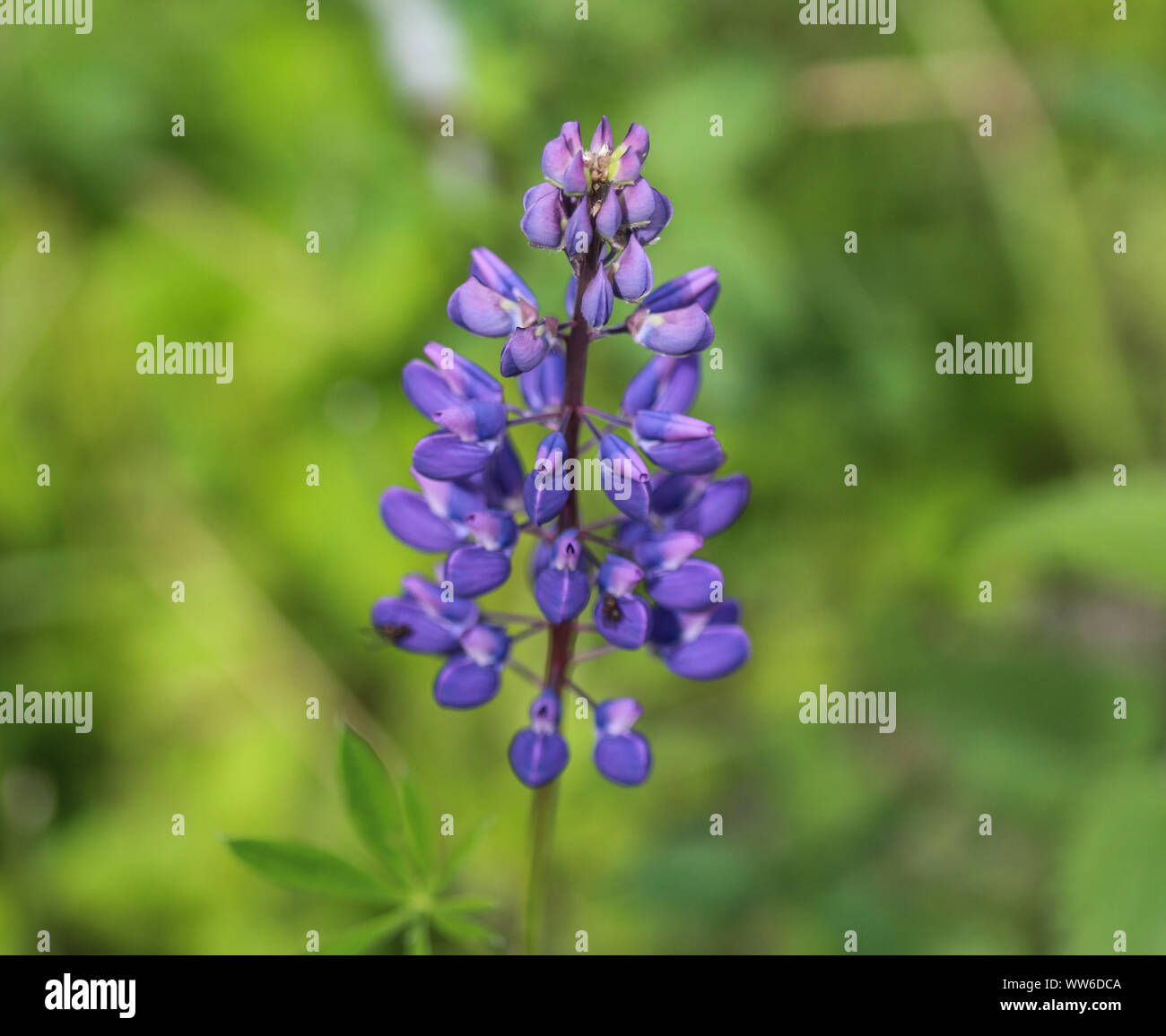 Close up of Lupinus polyphyllus flower, known as big-leaved lupine, many-leaved lupine or, garden lupin Stock Photo