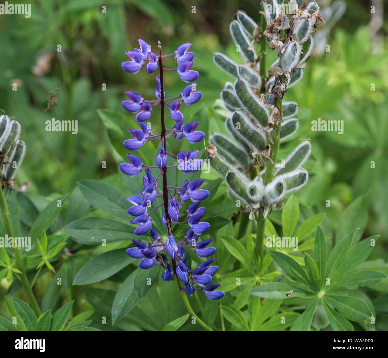 Close up of Lupinus polyphyllus flower, known as big-leaved lupine, many-leaved lupine or, garden lupin Stock Photo