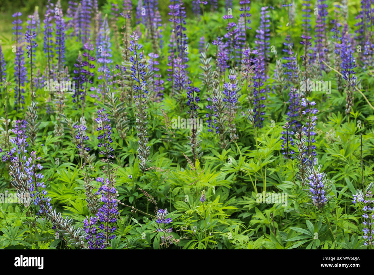 Close up of Lupinus polyphyllus flower, known as big-leaved lupine, many-leaved lupine or, garden lupin Stock Photo