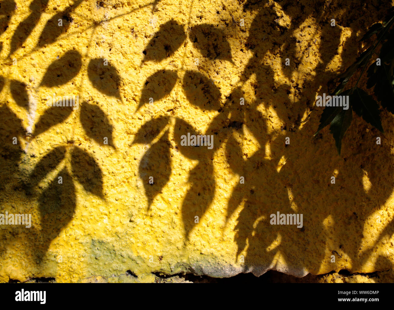 Leaves shadow on a yellow wall in Pedieos riverbed walking trail, in ...