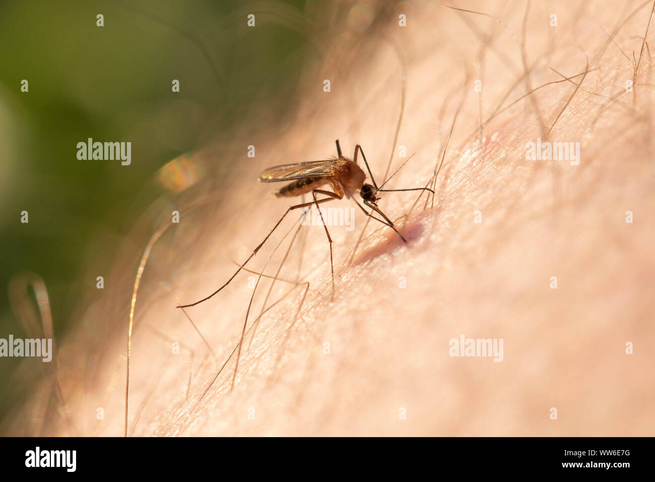 Mosquito stings Stock Photo