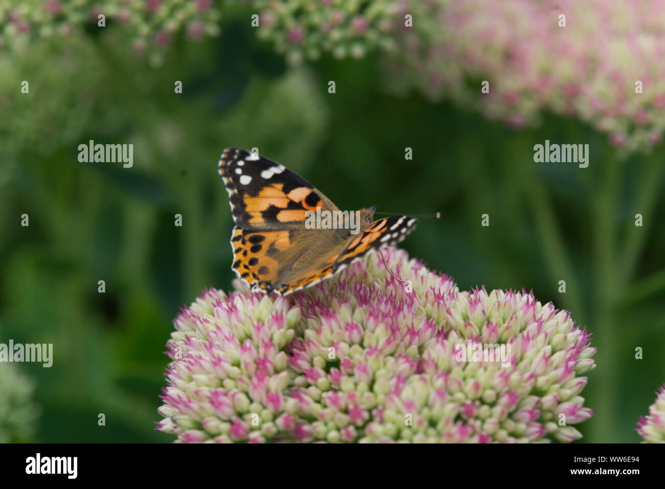 Painted Lady (Cynthia card) Butterfly Stock Photo
