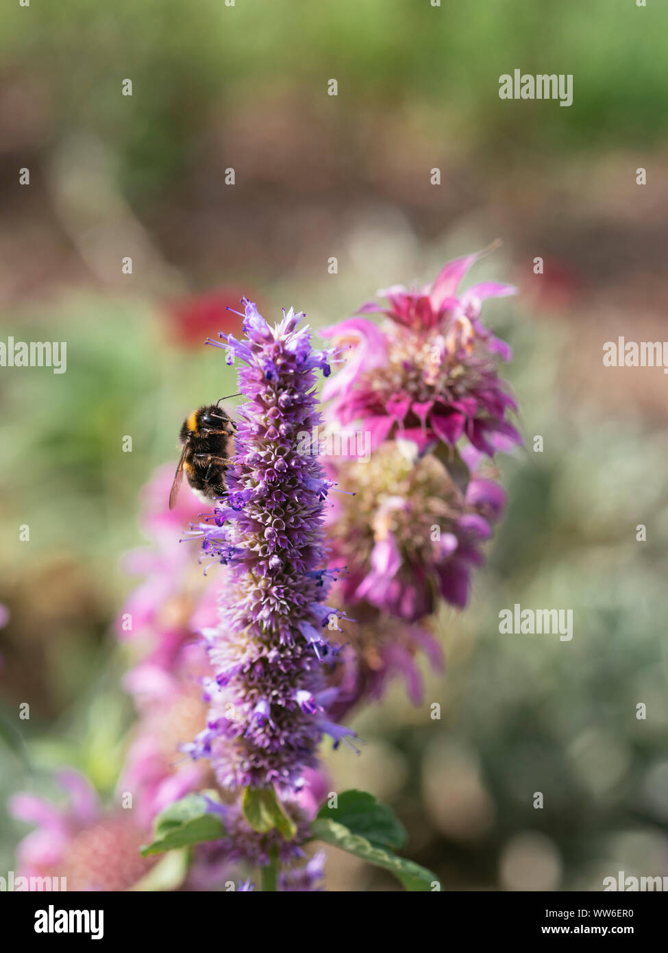 Bumble bee feeding on anise hyssop (Agastache foeniculum) flowers. Stock Photo