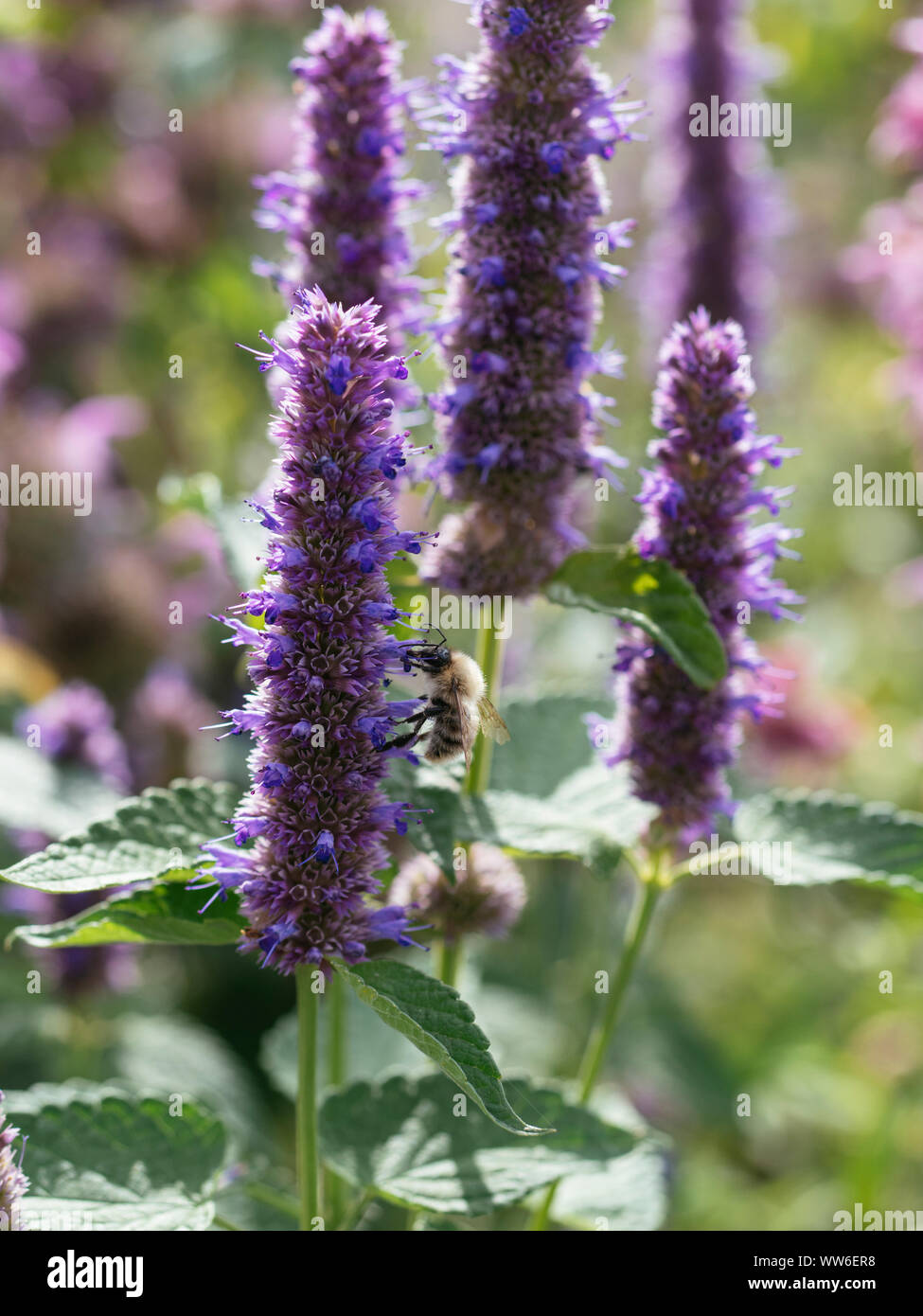 Bumble bee feeding on anise hyssop (Agastache foeniculum) flowers. Stock Photo