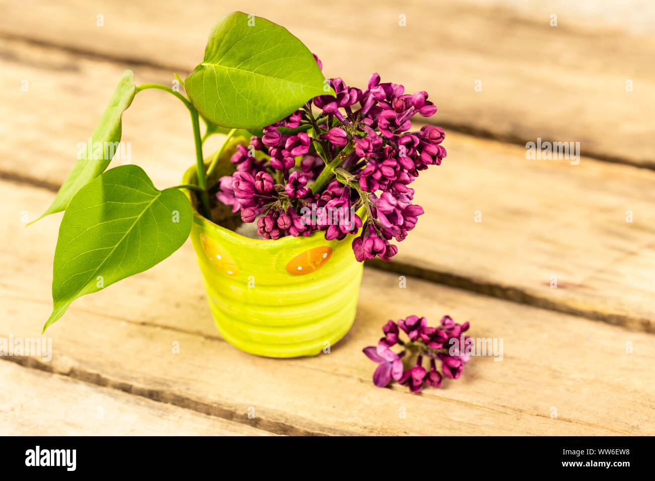 Spring Still Life High Resolution Stock Photography and Images - Alamy