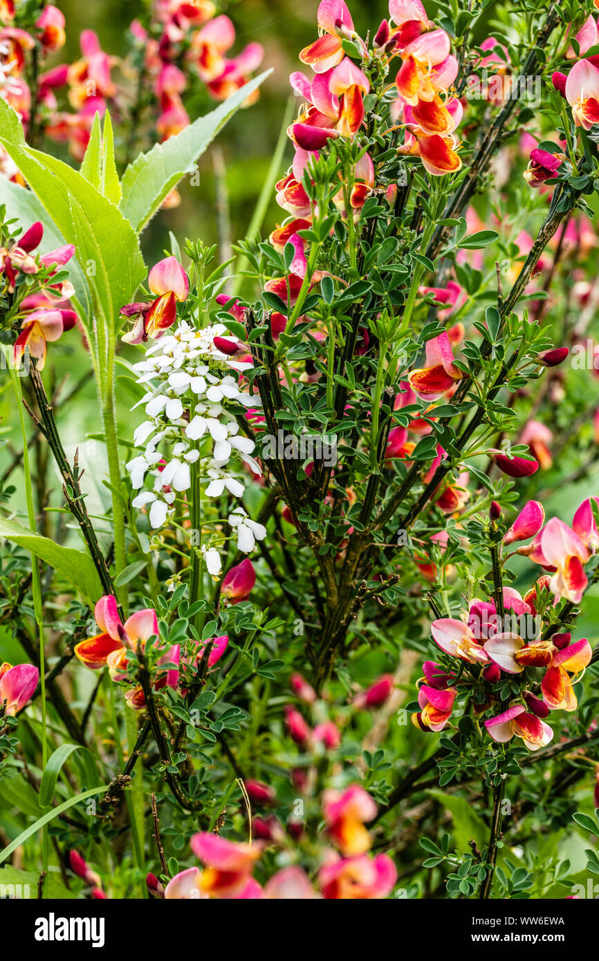 Common broom, Cytisus scoparius 'Red Wings', flowering Stock Photo