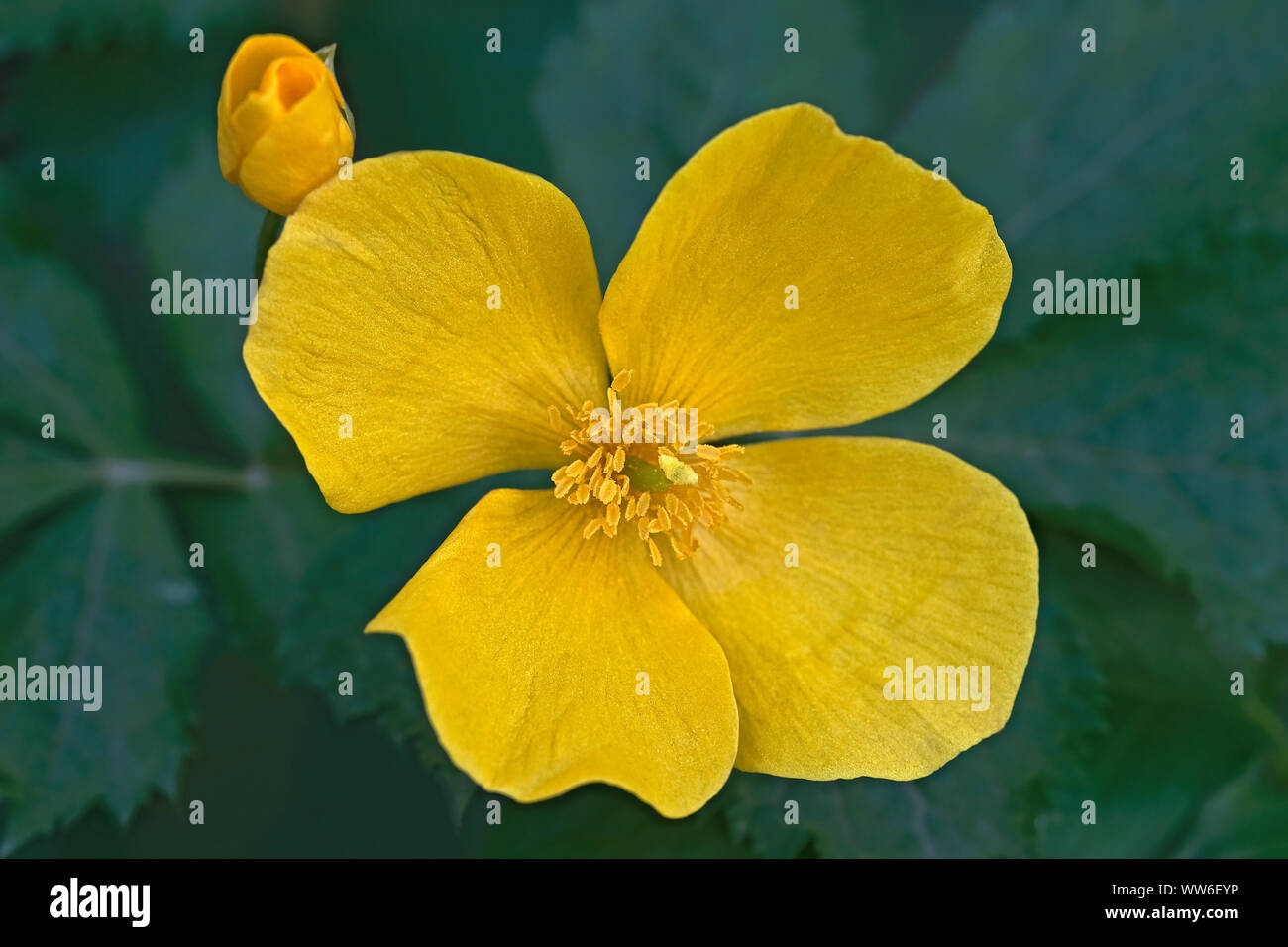 Forest poppy, Hylomecon vernalis, Yellow coloured flower growing outdoor. Stock Photo