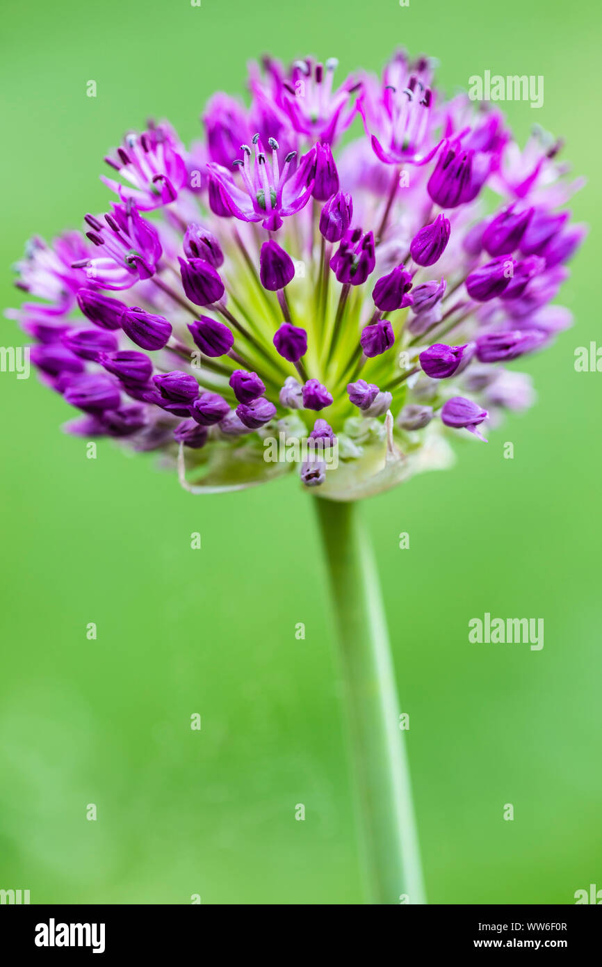 Purple flowering garlic, Allium sp., Inflorescence Stock Photo