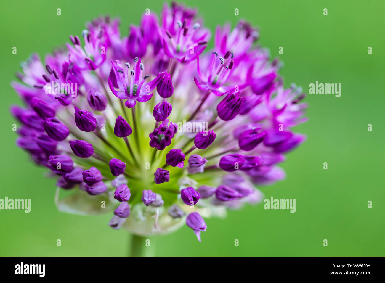 Purple flowering garlic, Allium sp., Inflorescence Stock Photo
