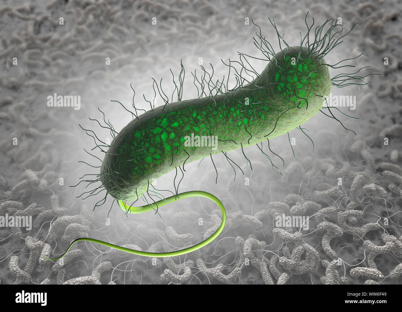 Green cholera bacterium with pili and nettle with bacterial colonization on intestinal wall in the background Stock Photo