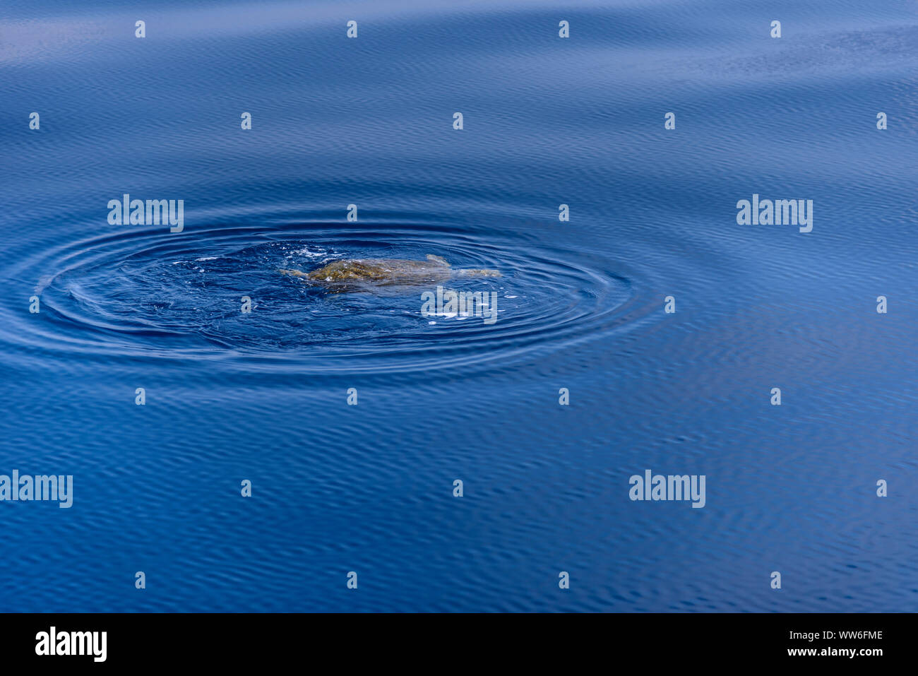 Italy, Sicily, Aeolian Islands, Filicudi, Sea Turtle, Loggerhead Turtle, Caretta caretta Stock Photo