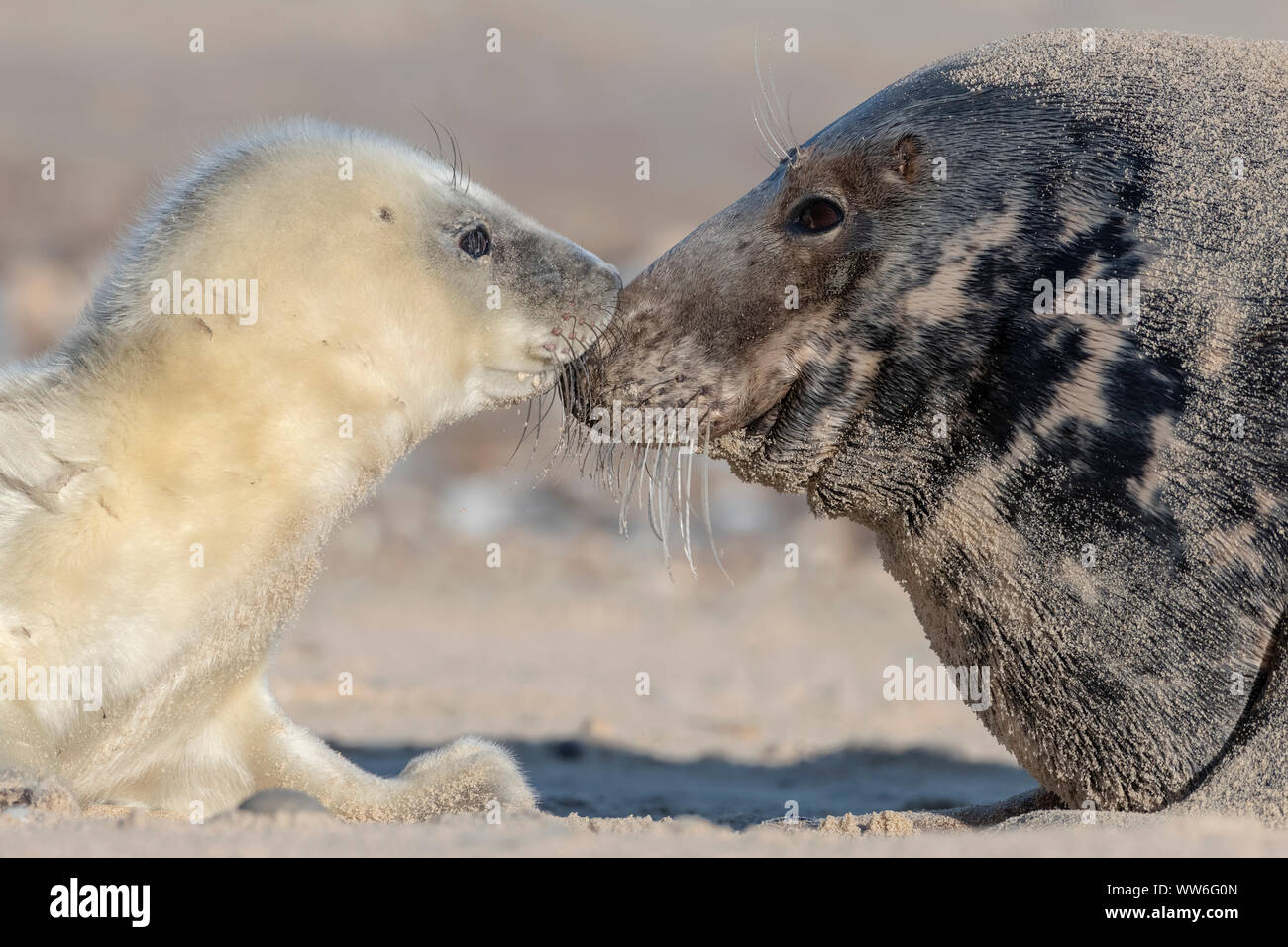 Atlantic Grey Seal Stock Photo - Alamy