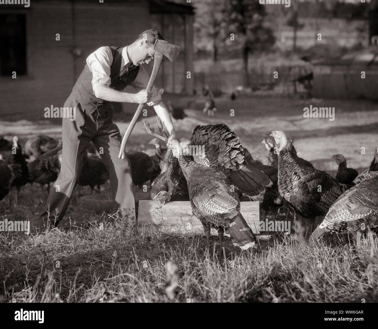 1940s MAN WITH AN AX KILLING TURKEY BEHEADING ON CHOPPING BLOCK  - q43561 CPC001 HARS B&W SADNESS NORTH AMERICA AXE NORTH AMERICAN WING EXCITEMENT FARMERS AUTHORITY THANKFUL THURSDAY NATIONAL HOLIDAY TURKEYS VERTEBRATE WARM-BLOODED GRATEFUL AX CHOPPING FEATHERED MID-ADULT MID-ADULT MAN NOVEMBER POULTRY WINGED BIPEDAL BLACK AND WHITE CAUCASIAN ETHNICITY DOMESTICATED EGG-LAYING GAME BIRD KILLING OLD FASHIONED Stock Photo
