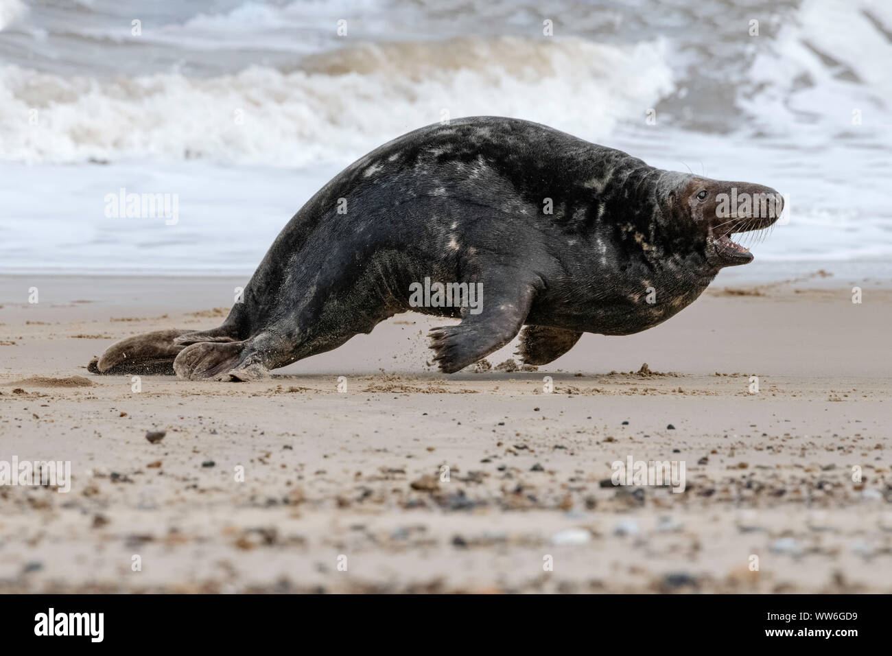 Atlantic Grey Seal Stock Photo - Alamy