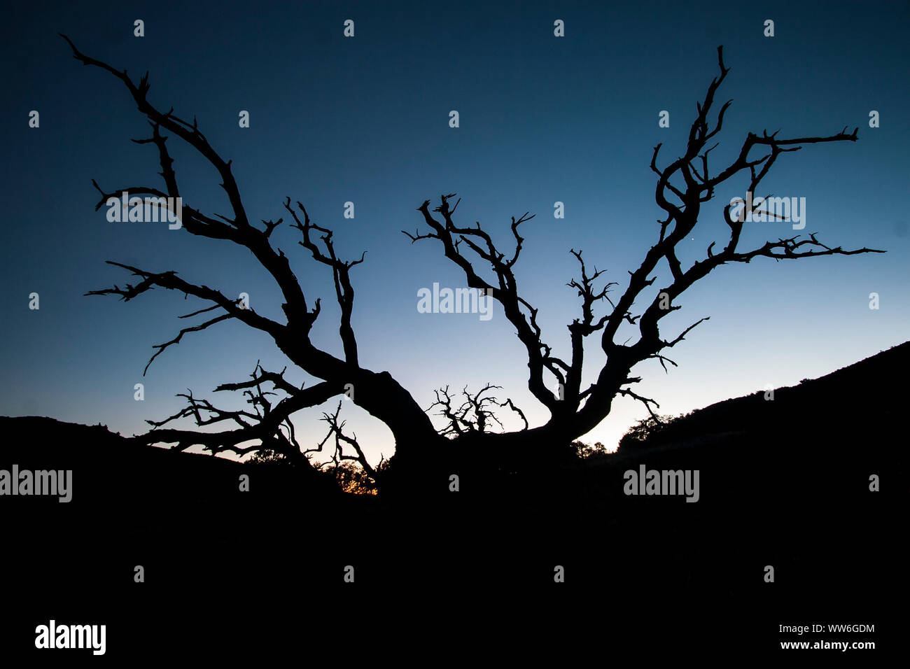 Tree trunks on the manua kea flank in hawaii hires stock photography