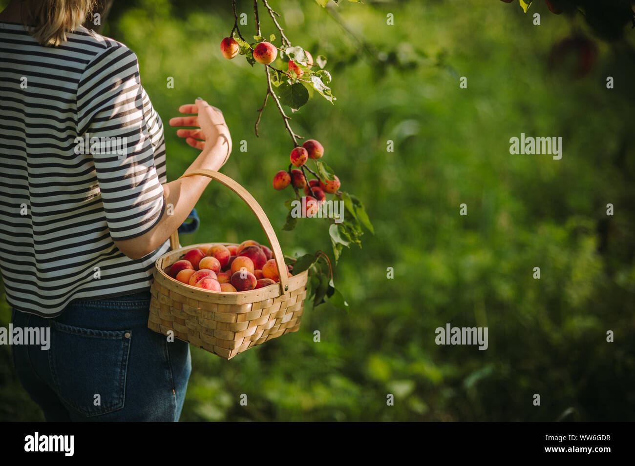 Woman picking apricots in her garden, Serbia Stock Photo - Alamy