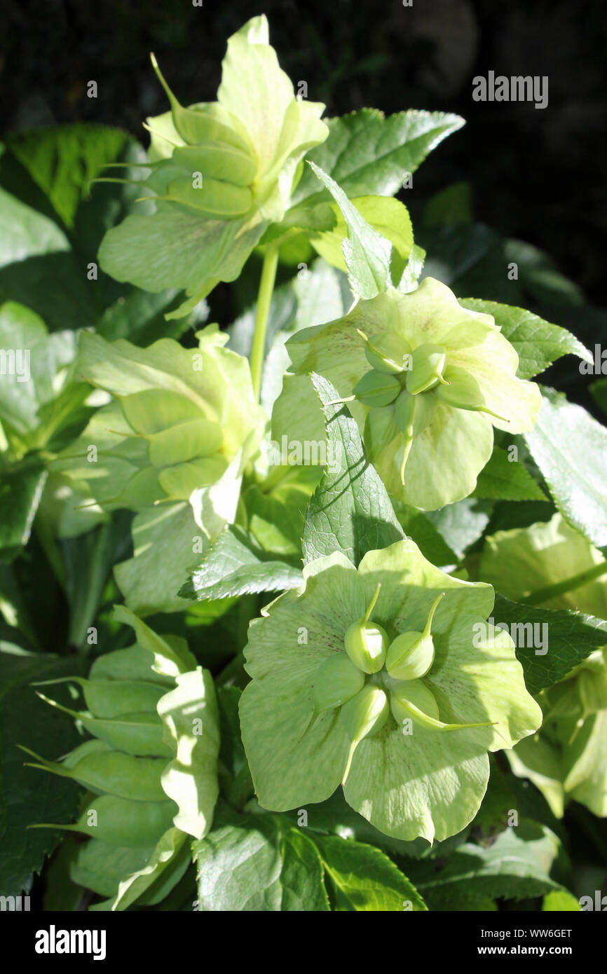 Hellebores with backlighting Stock Photo