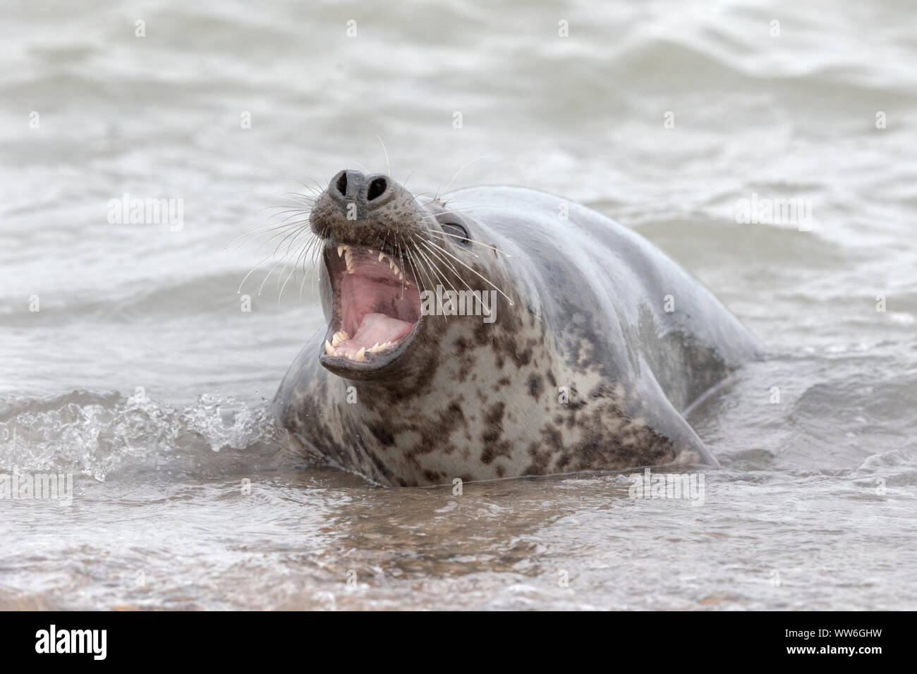 Atlantic Grey Seal Stock Photo - Alamy