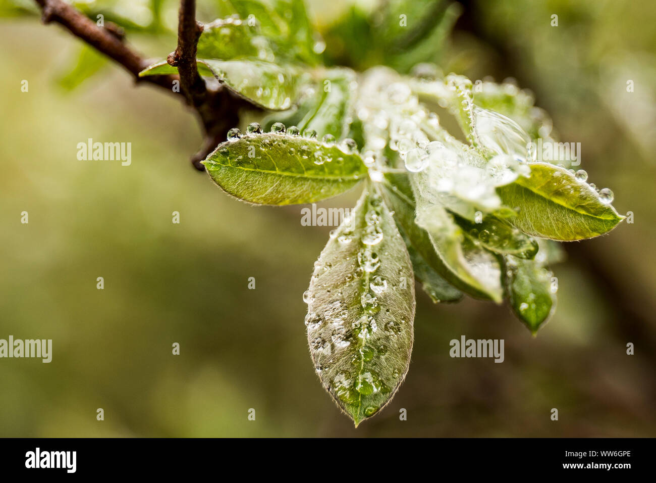 Branch, leaves, morning dew in the Drakensberg, temperature drop Stock Photo