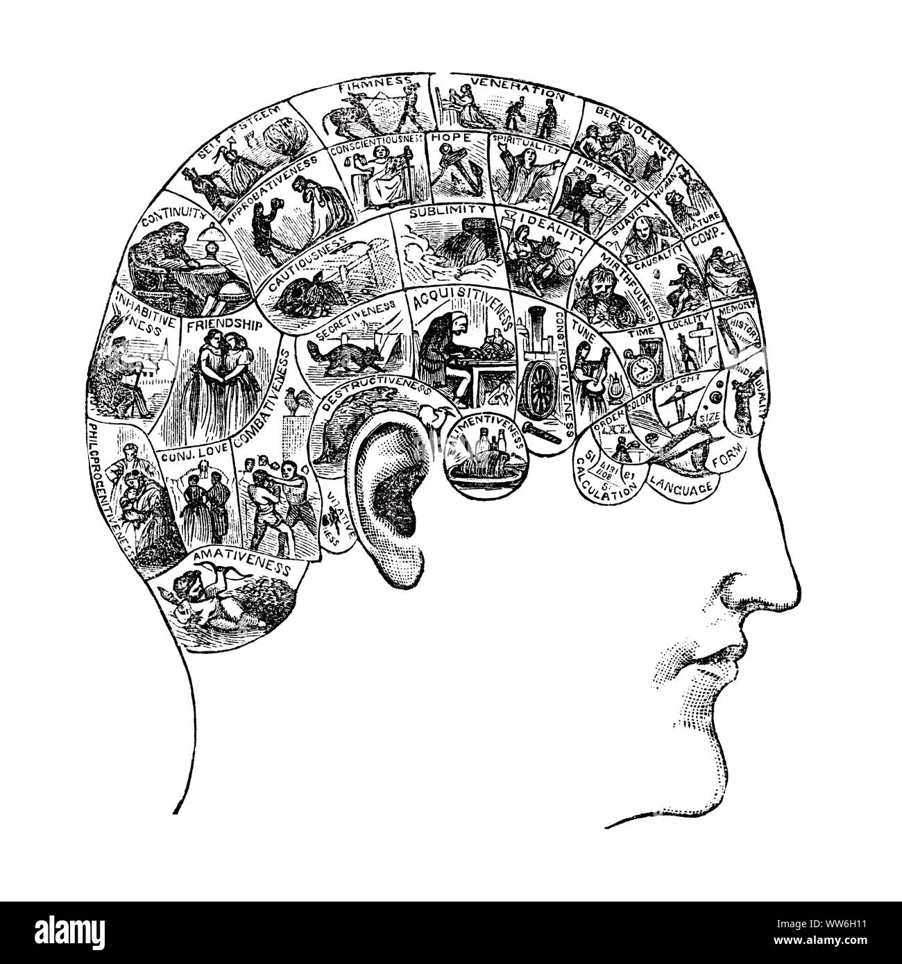 1880s PHRENOLOGY ILLUSTRATION OF PREDICTING COMPLEX HUMAN MENTAL CHARACTERISTIC TRAITS OF THE BRAIN BY READING BUMPS ON SKULL - s25063 HAR001 HARS ABSTRACT SYSTEM LIFESTYLE HISTORY MENTAL SKULL FEMALES LADIES PERSONS CHARACTER MALES SYMBOLS ENTERTAINMENT 1800s DISASTER OCCUPATION DISCOVERY LOCATION MANUAL KNOWLEDGE RECREATION PREDICTING FALSE BY OF ON THE AUTHORITY DRAWINGS OCCUPATIONS CONCEPT 19TH CENTURY CONCEPTUAL FATE CHARACTERISTICS COMPLEX PHYSICIAN PREDICT CHARACTERISTIC SYMBOLIC TRAITS BUMPS CONCEPTS IDEAS MIND 1883 BELIEF CAUCASIAN ETHNICITY HAR001 OLD FASHIONED REPRESENTATION Stock Photo