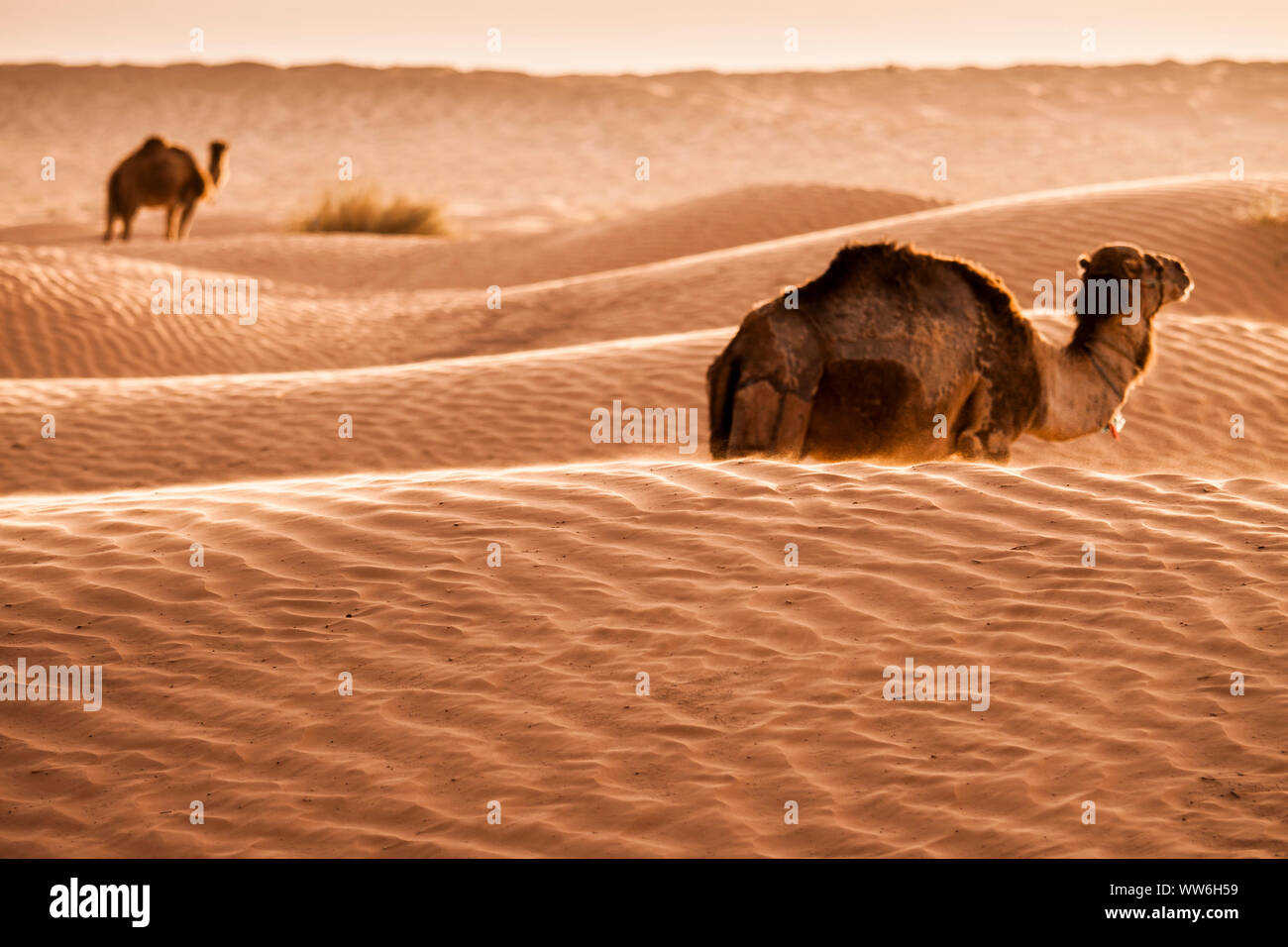 Camels in the desert, Tunisia Stock Photo