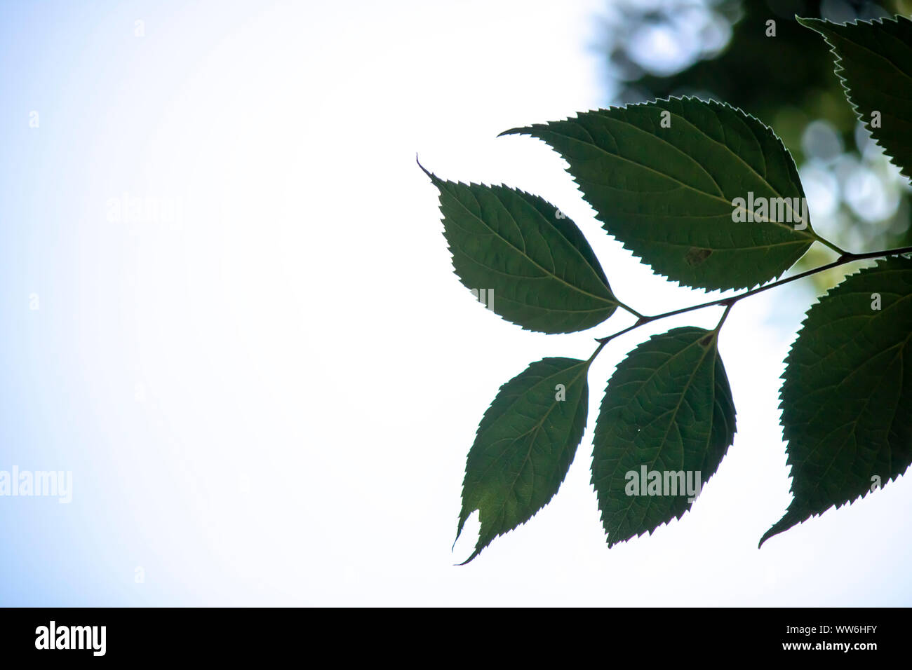 Close up shoot of Hackberry leaves. White light on sky in background. Stock Photo