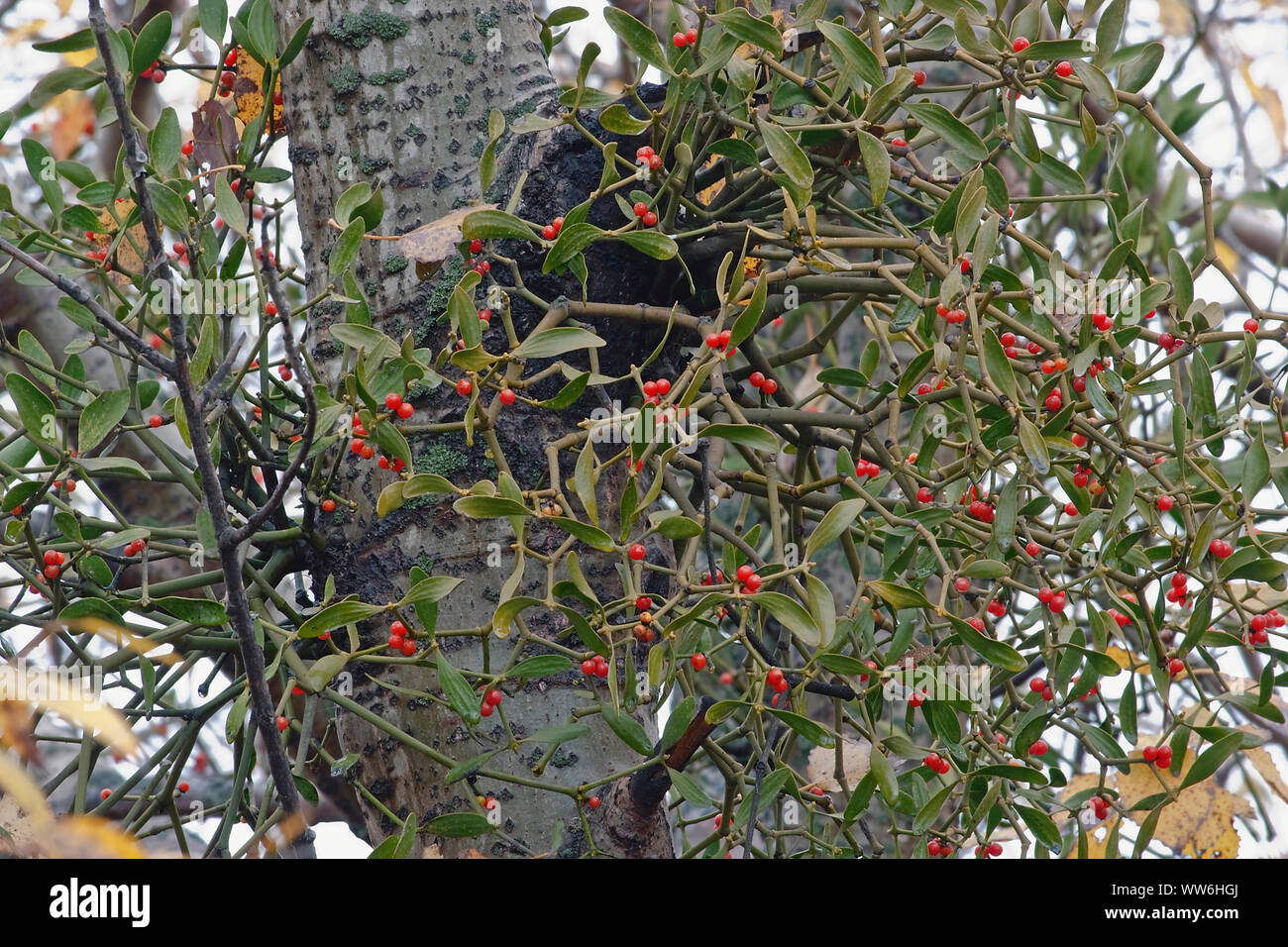 Korean mistletoe, Viscum album coloratum, Red berries growing outdoor on host tree. Stock Photo