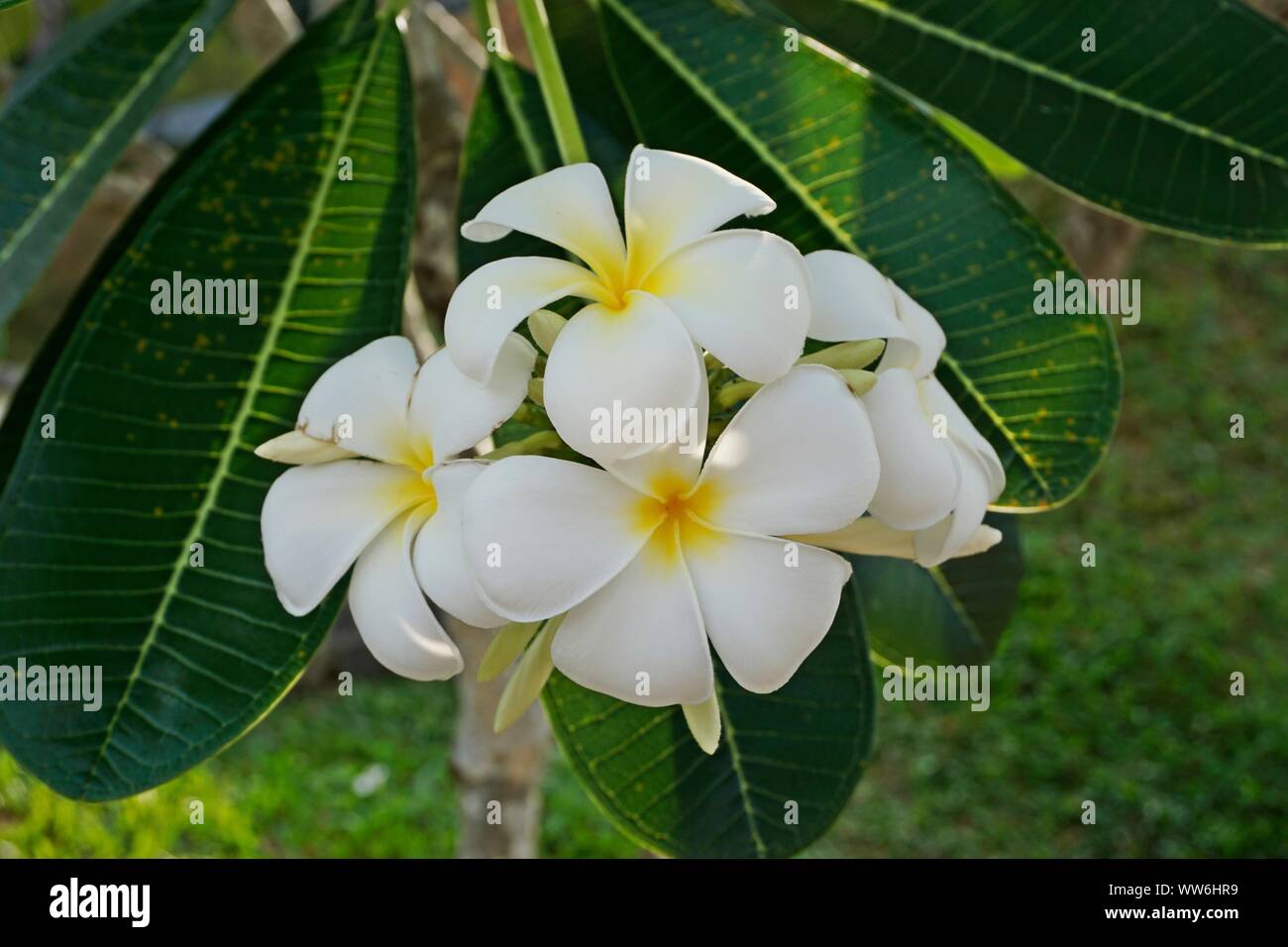 white plumeria flowers Stock Photo Alamy