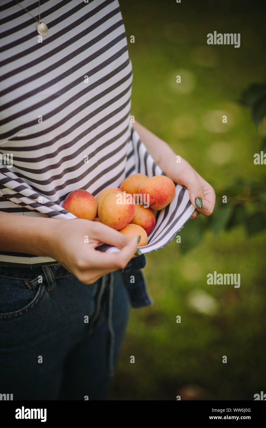 Woman carrying apricots in her blouse, Serbia Stock Photo