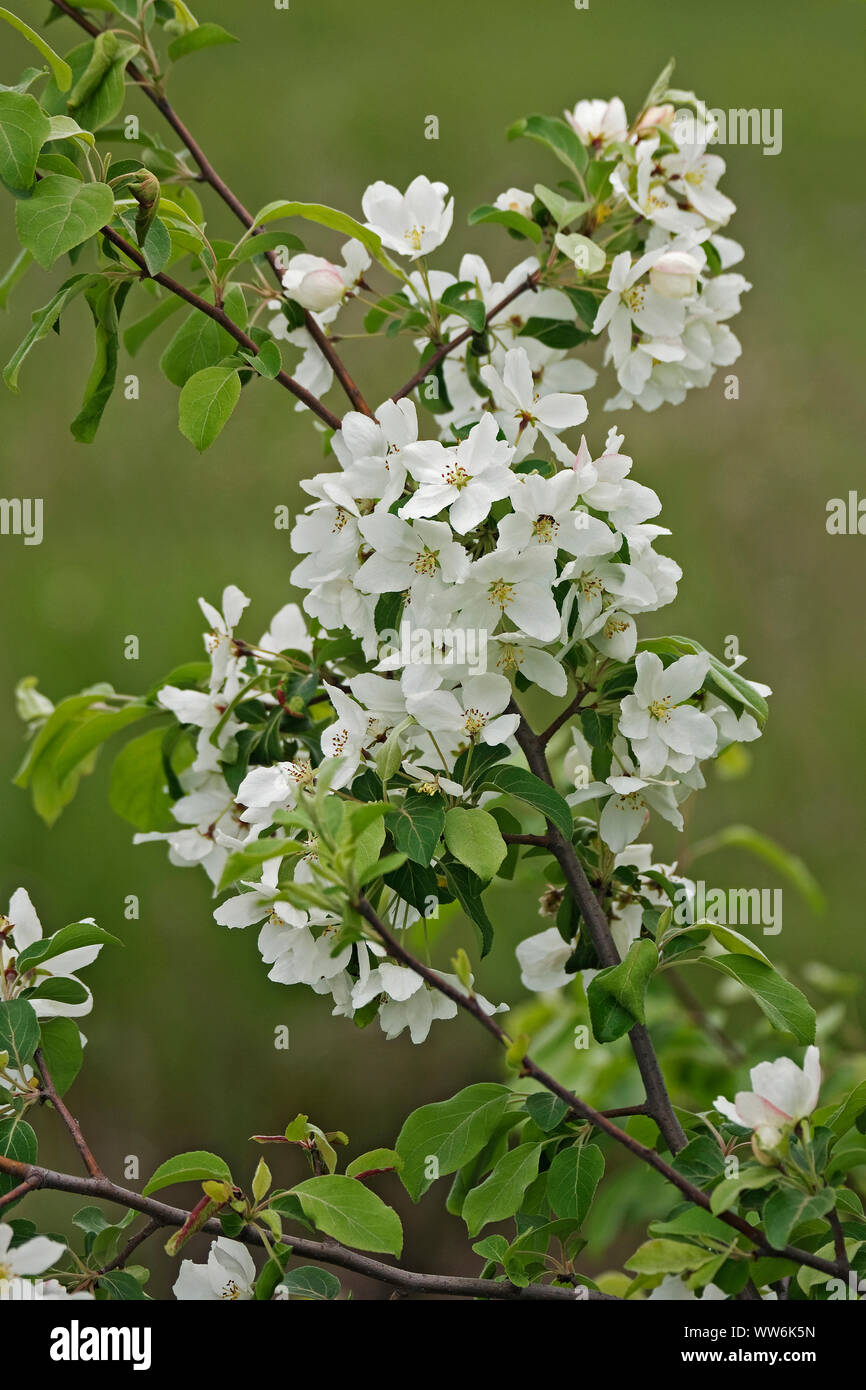 Crab apple, Siberian crab apple, Malus mandshurica, Small white flower blossoms growing outdoor on the tree. Stock Photo