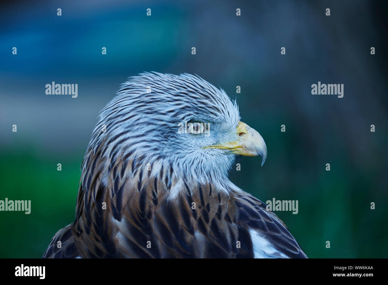 A closeup of the head of a Red Kite with out of focus background Stock Photo